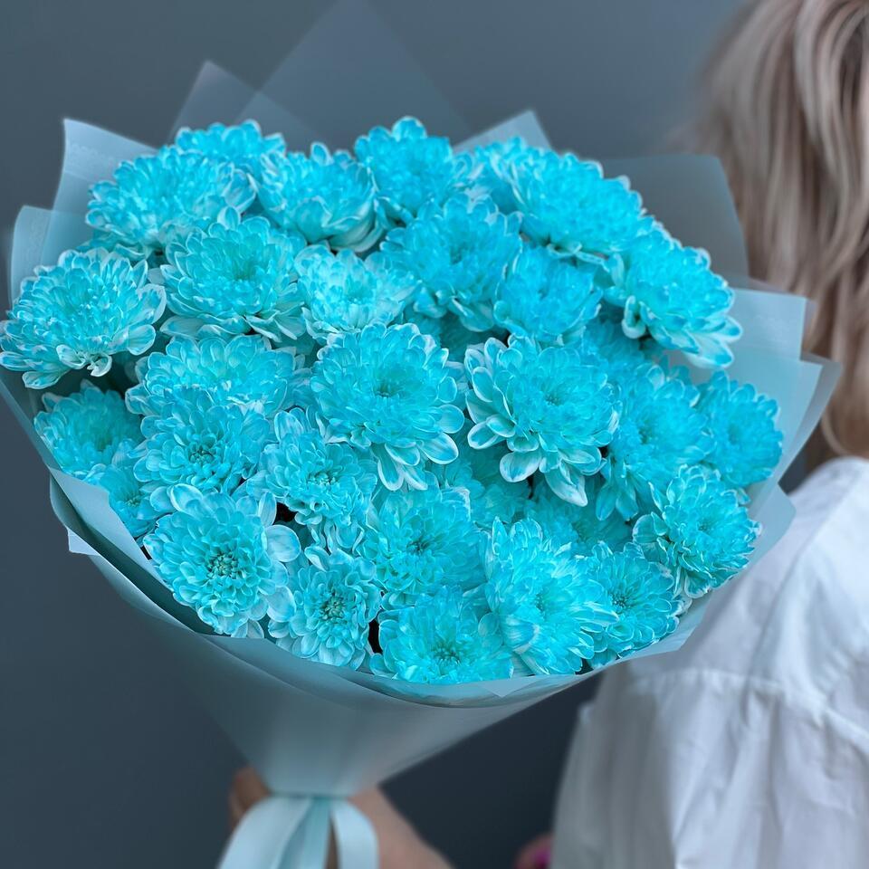 хризантемы голубые(6179)