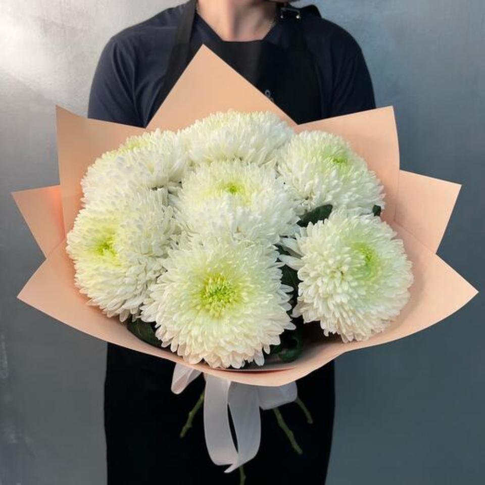 хризантема сортовая7шт(1256)